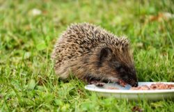 Bitte füttern mit Verstand: Wann macht es Sinn, Igel zu füttern und wann nicht?