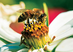 Hochwertiger Honig ist nur möglich, wenn die Bienen geschützt und artgerecht gehalten werden. 