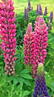 Die Lupine, eine viel versprechende Nahrungspflanze