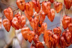  Der Blasenbaum_Koelreuteria paniculata_wird als Baum der Zukunft für Europa geprüft