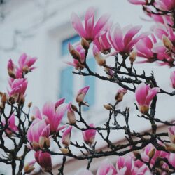 Baum der Zukunft? Der Japanische Magnolienbaum wird auf seine Klimatauglichkeit für Europa geprüft.