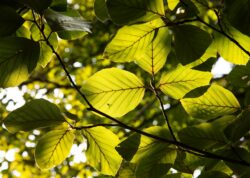 Die Buche leidet unter dem Klimawandel