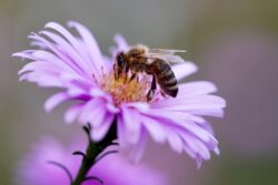 Biohonig enthält weniger Schadstoffe.