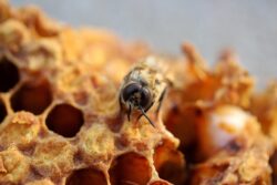 Wabenbau ist für die Bienen gesund.