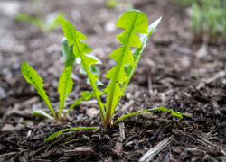 Löwenzahn ist ein Superkraut bei Bluthochdruck und erhöhten Blutfettwerten.